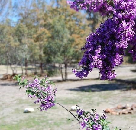 Gumleaves Bush Holidays Little Swanport Екстер'єр фото