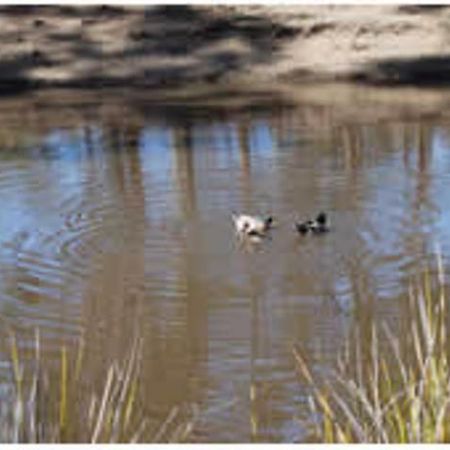 Gumleaves Bush Holidays Little Swanport Екстер'єр фото
