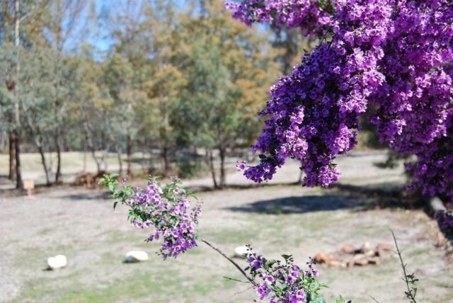 Gumleaves Bush Holidays Little Swanport Екстер'єр фото